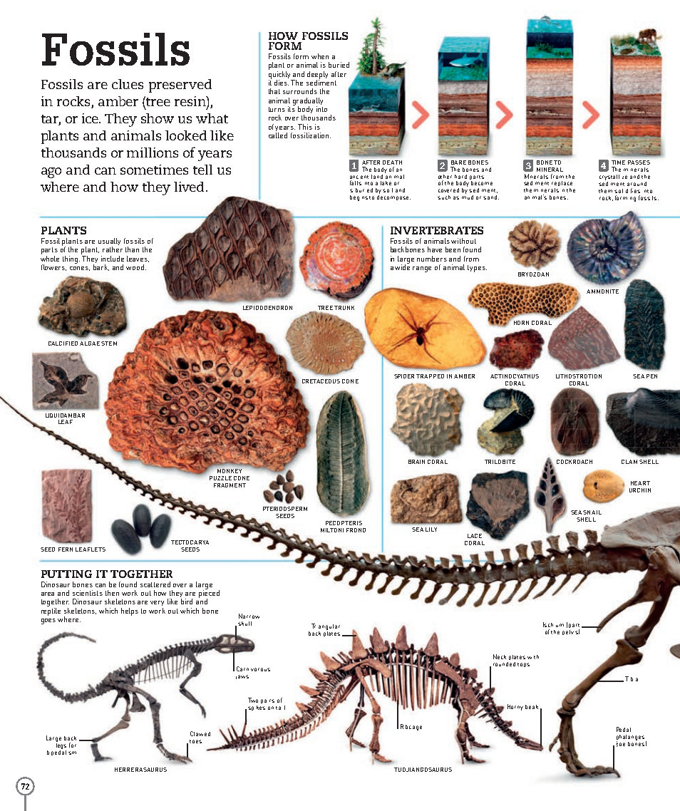 Picturepedia An Encyclopedia on Every Page