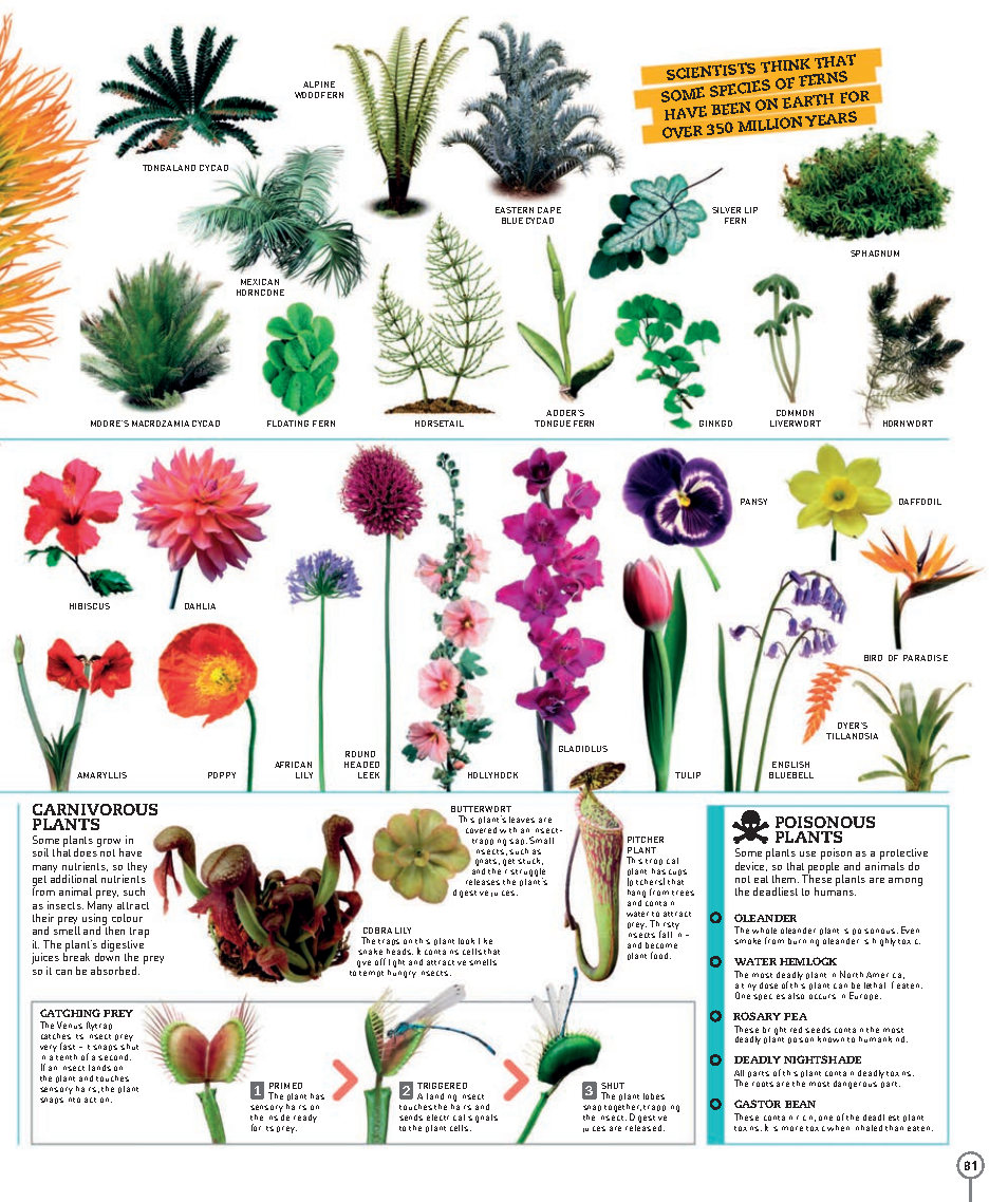Picturepedia An Encyclopedia on Every Page