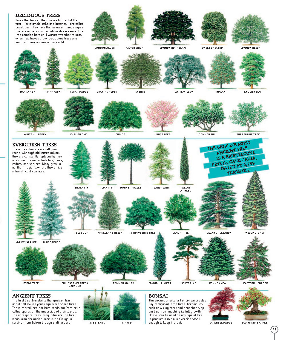 Picturepedia An Encyclopedia on Every Page