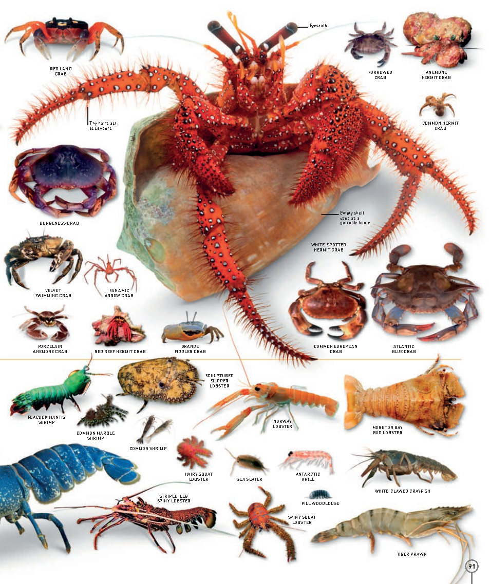 Picturepedia An Encyclopedia on Every Page