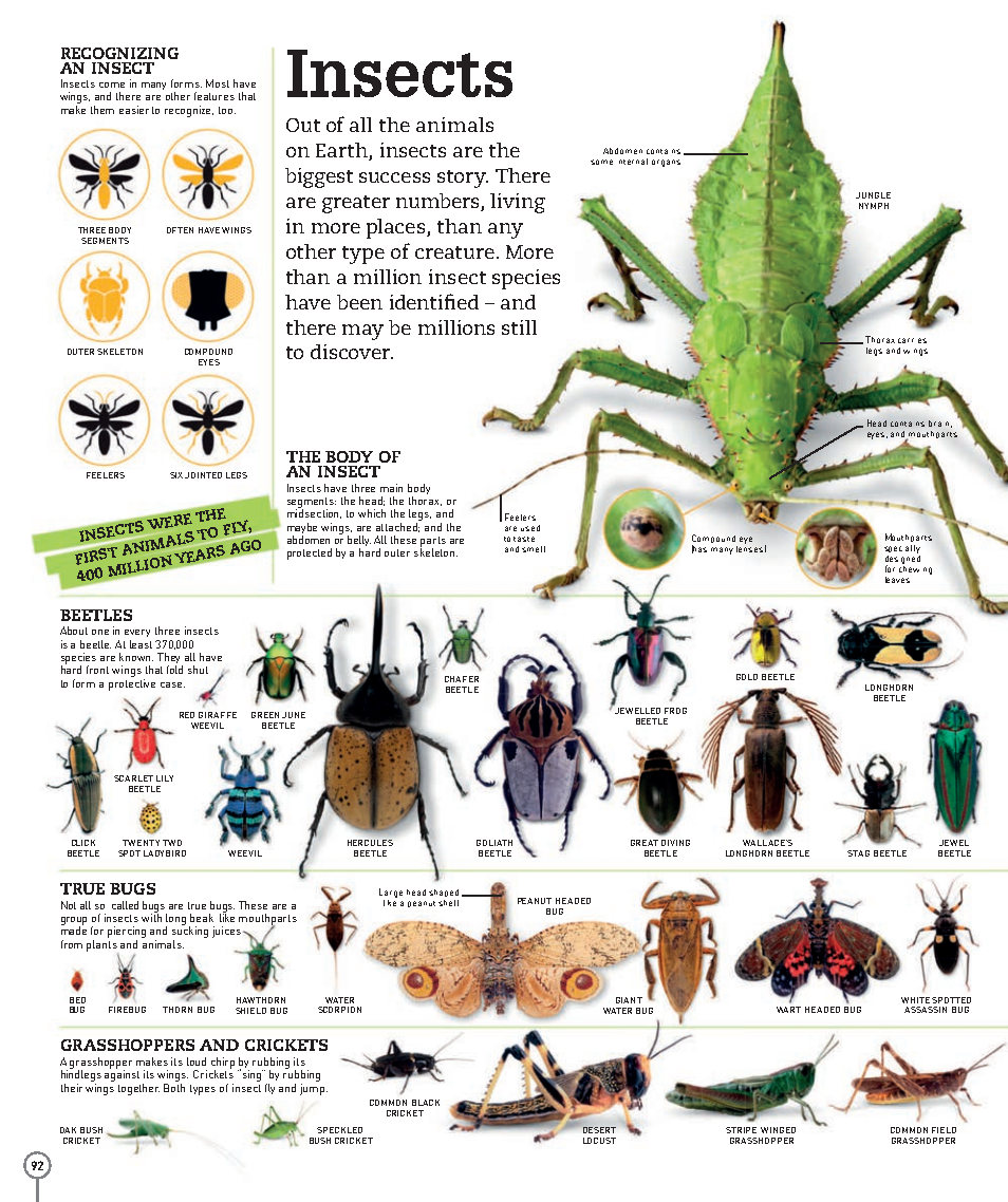 Picturepedia An Encyclopedia on Every Page