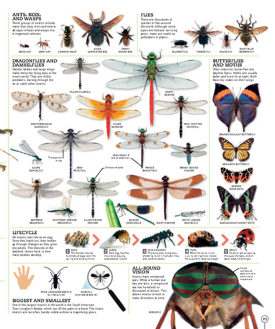 Picturepedia An Encyclopedia on Every Page