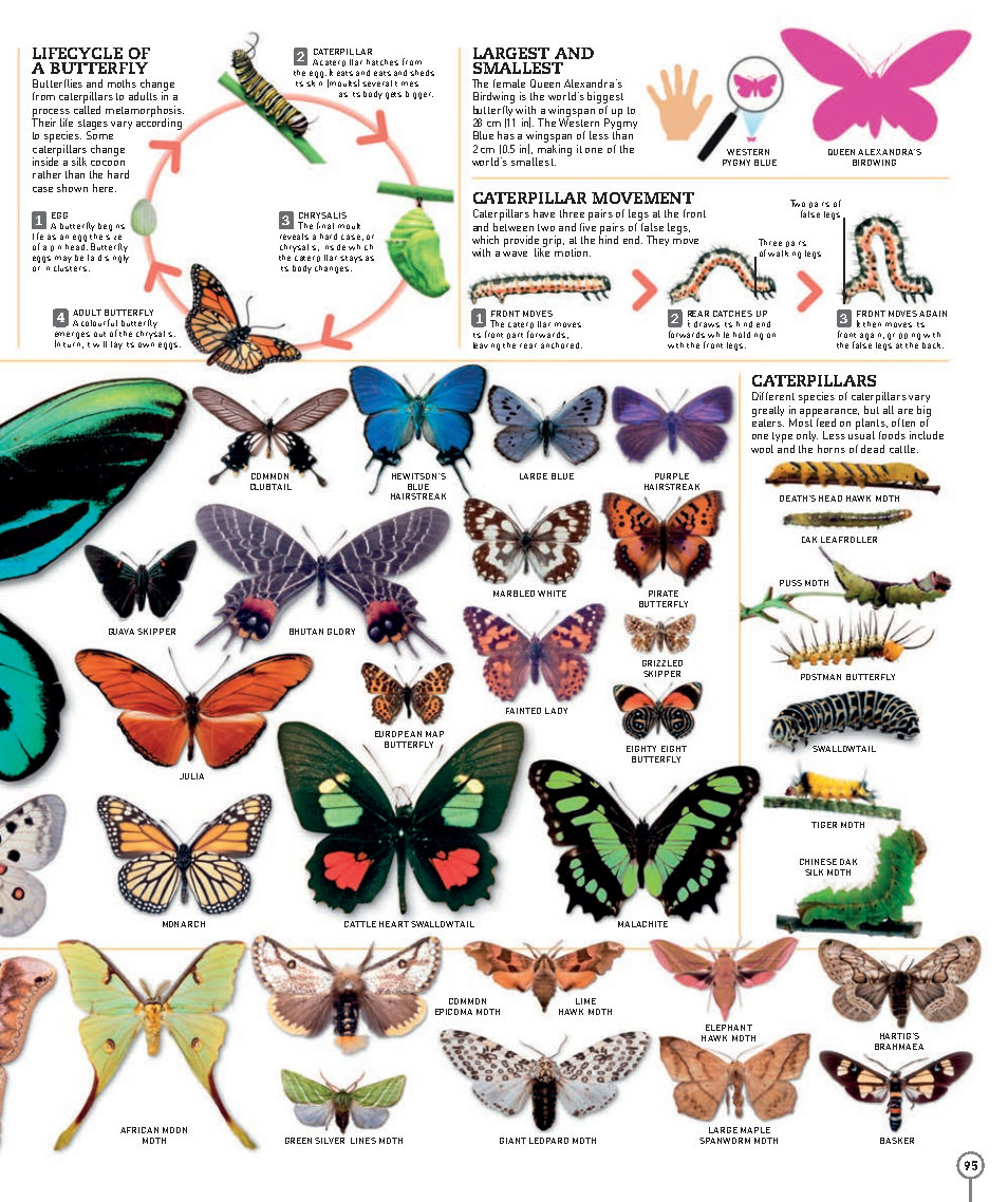 Picturepedia An Encyclopedia on Every Page
