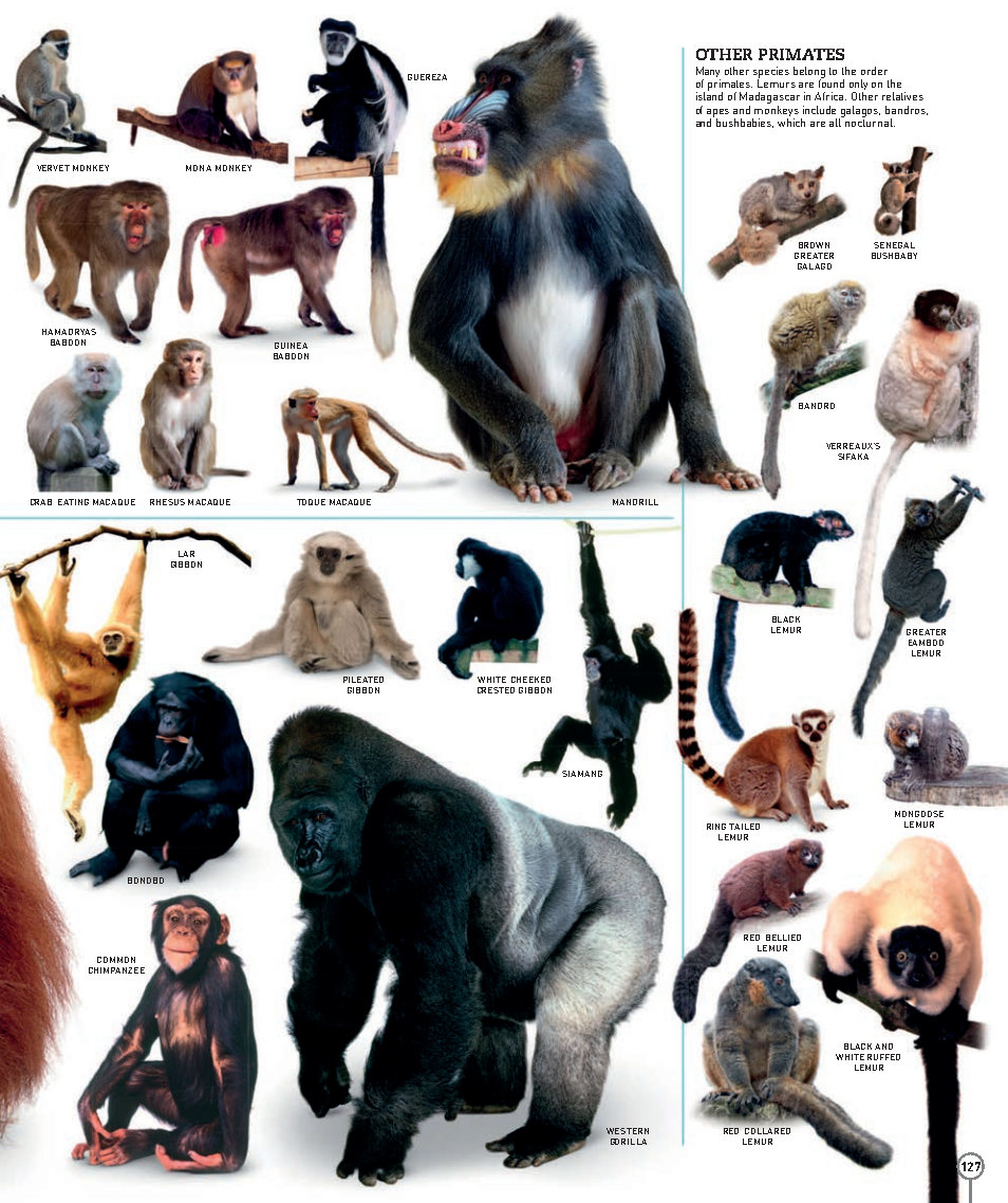 Picturepedia An Encyclopedia on Every Page