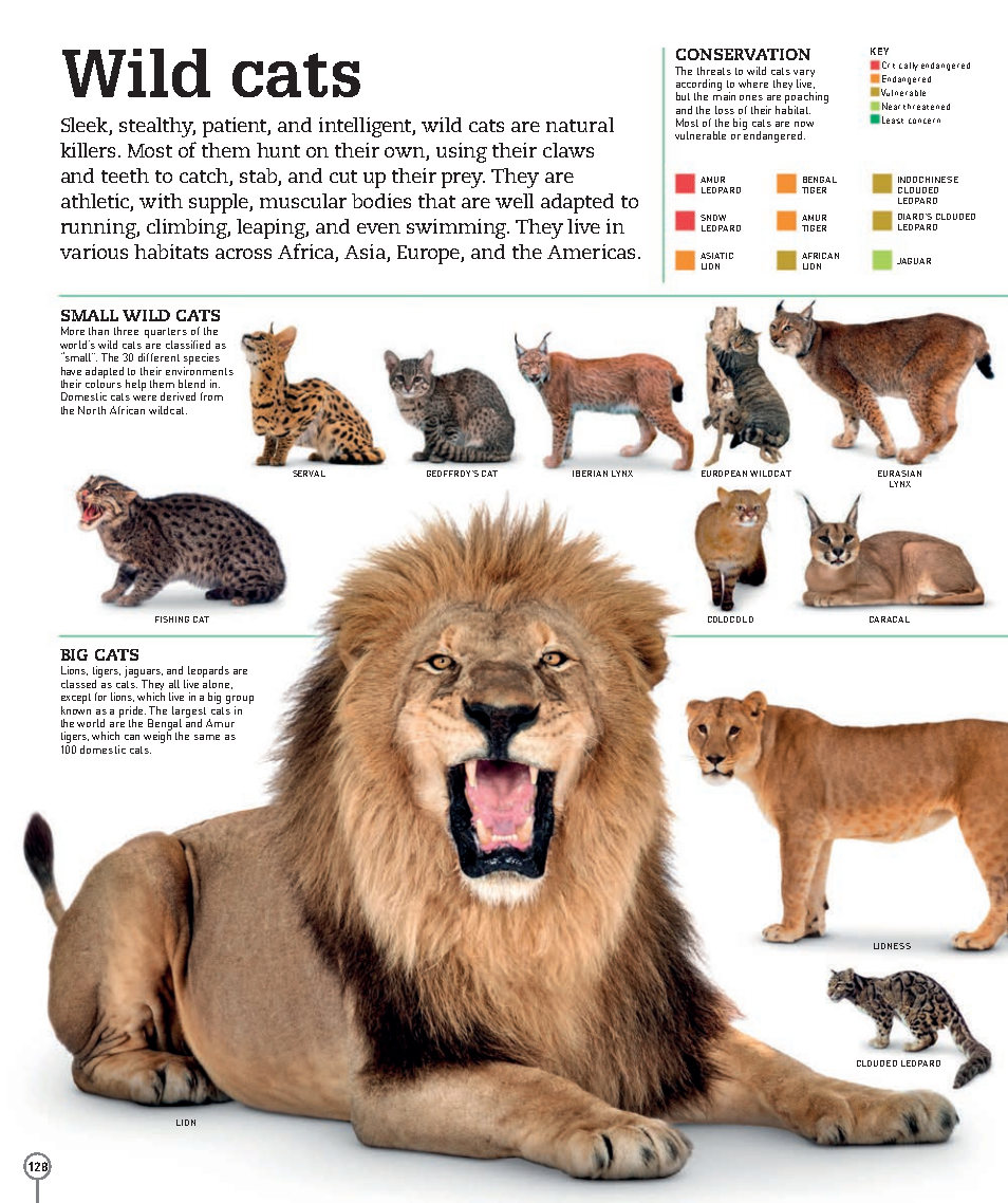 Picturepedia An Encyclopedia on Every Page