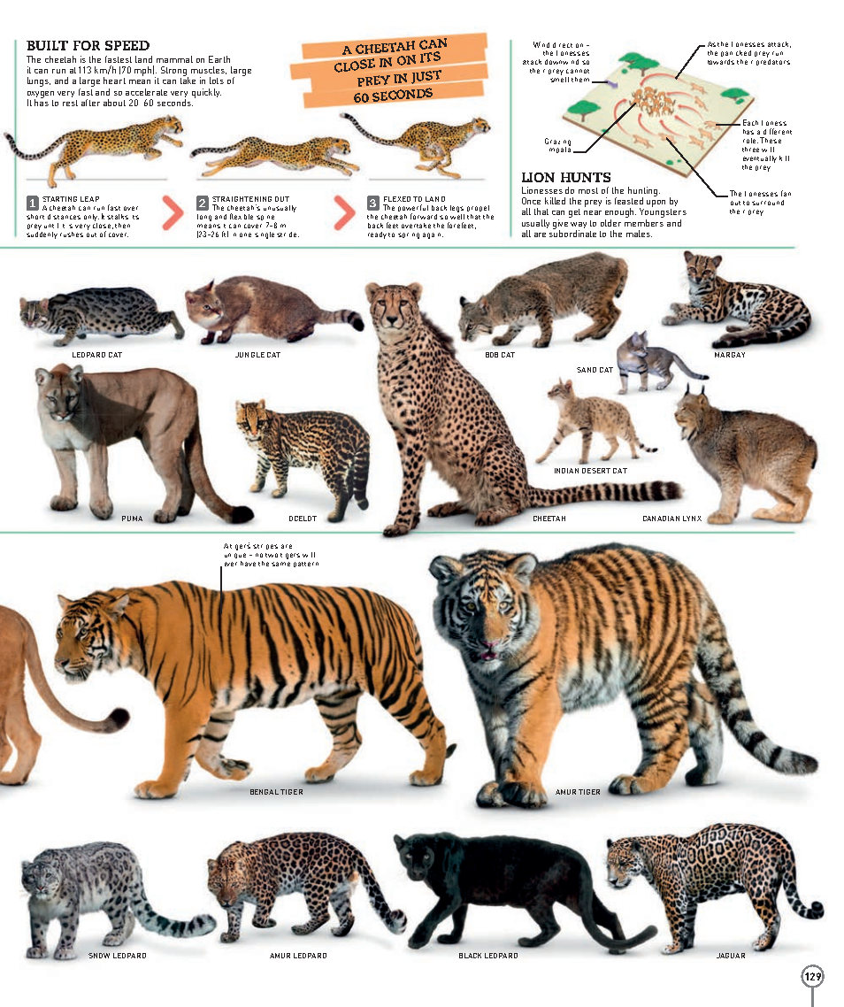 Picturepedia An Encyclopedia on Every Page