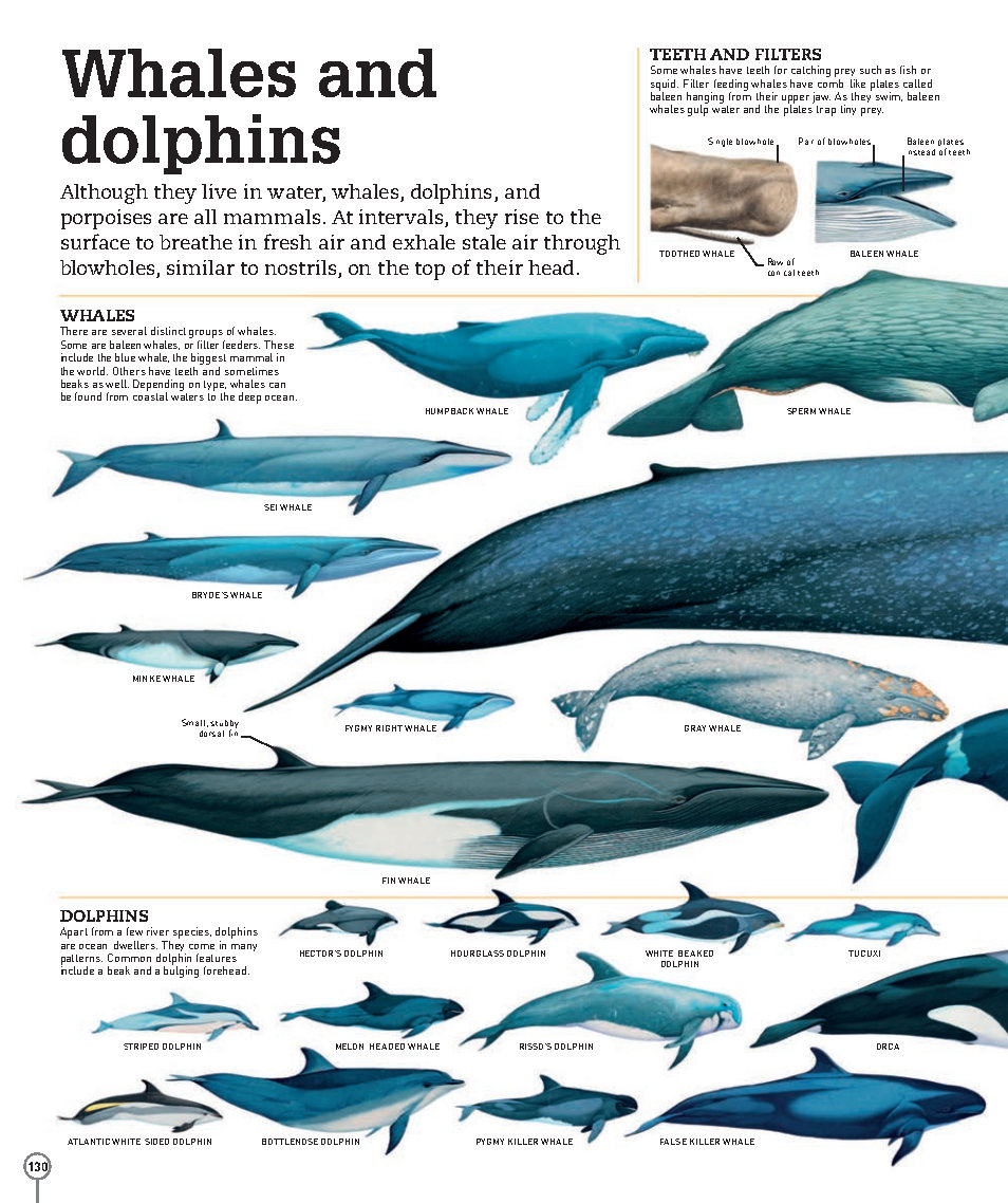 Picturepedia An Encyclopedia on Every Page