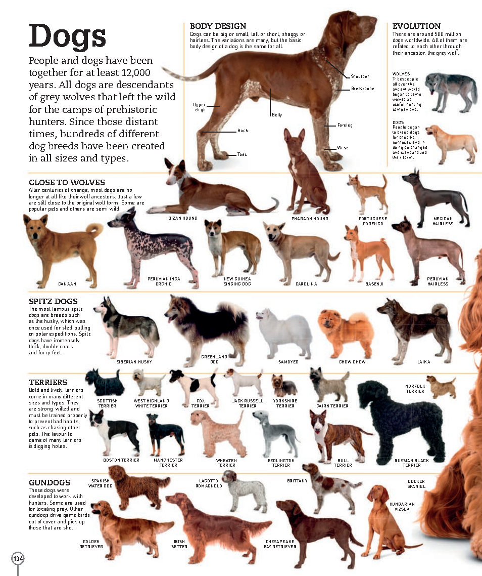 Picturepedia An Encyclopedia on Every Page