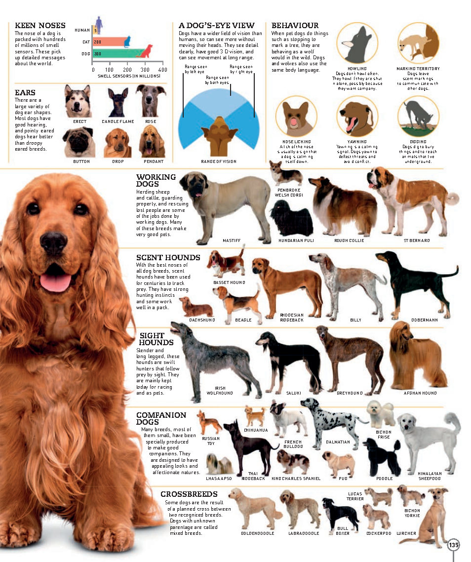 Picturepedia An Encyclopedia on Every Page