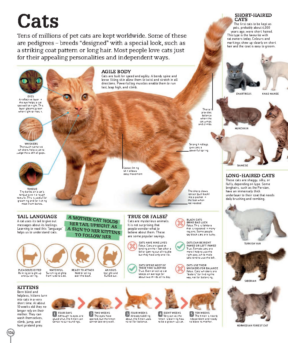 Picturepedia An Encyclopedia on Every Page