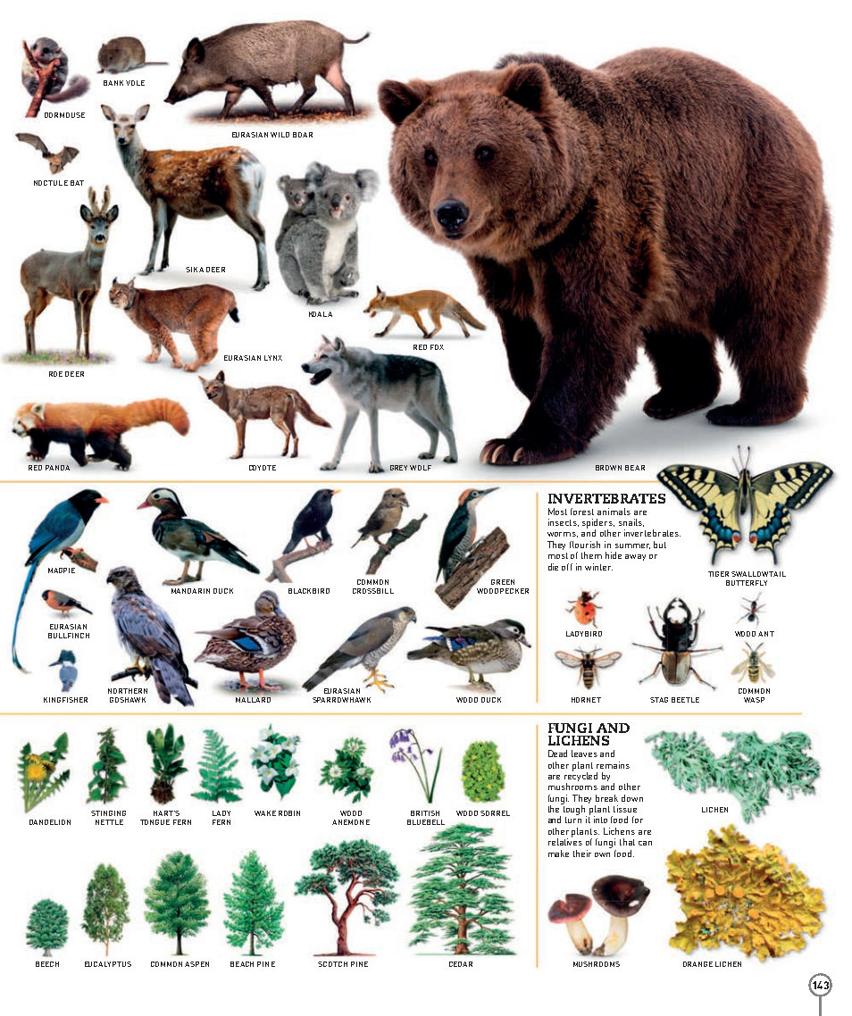 Picturepedia An Encyclopedia on Every Page