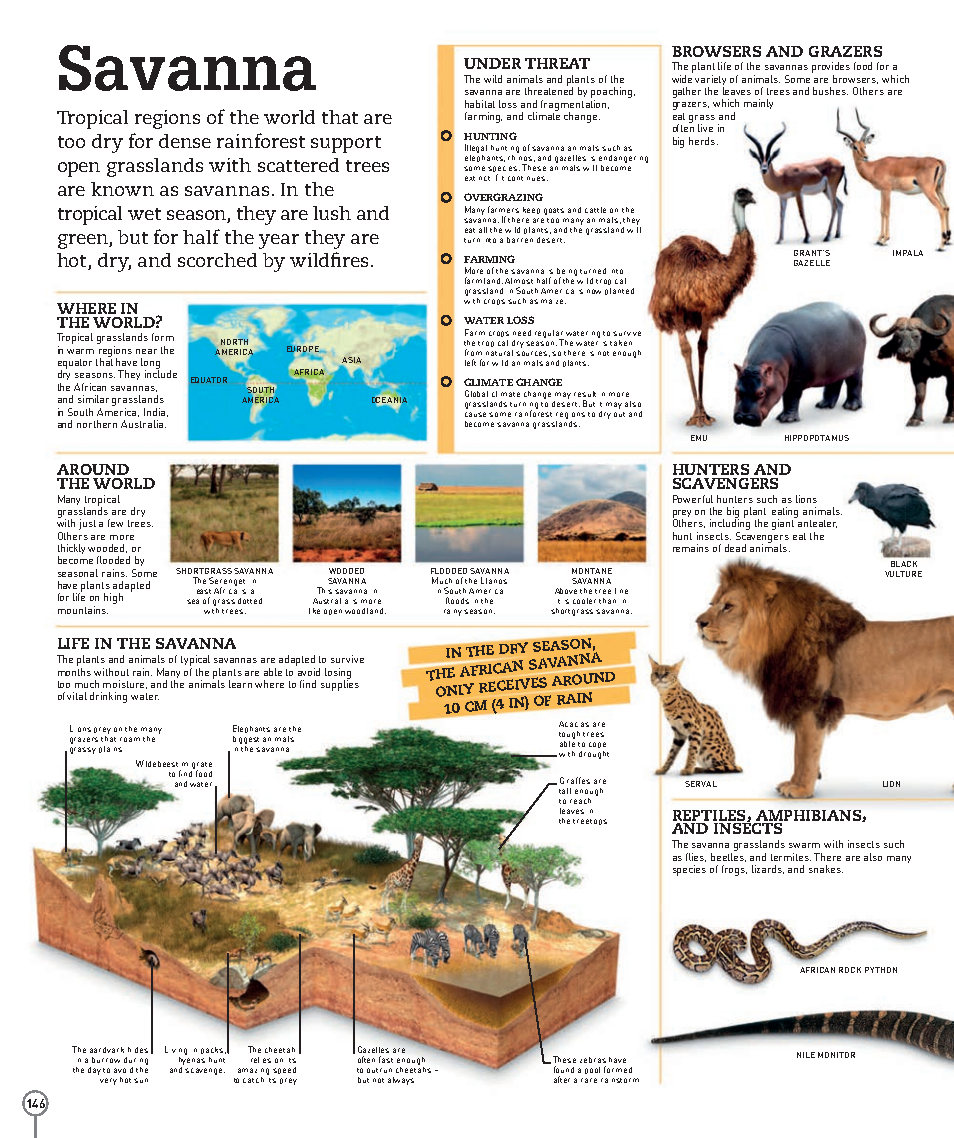 Picturepedia An Encyclopedia on Every Page