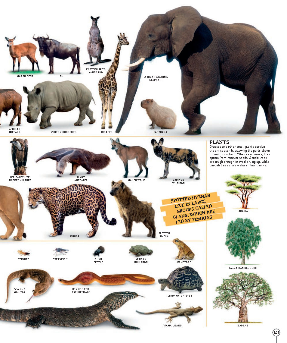 Picturepedia An Encyclopedia on Every Page