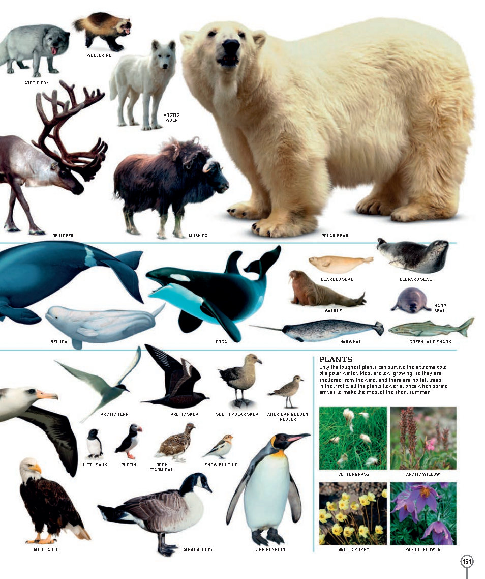 Picturepedia An Encyclopedia on Every Page