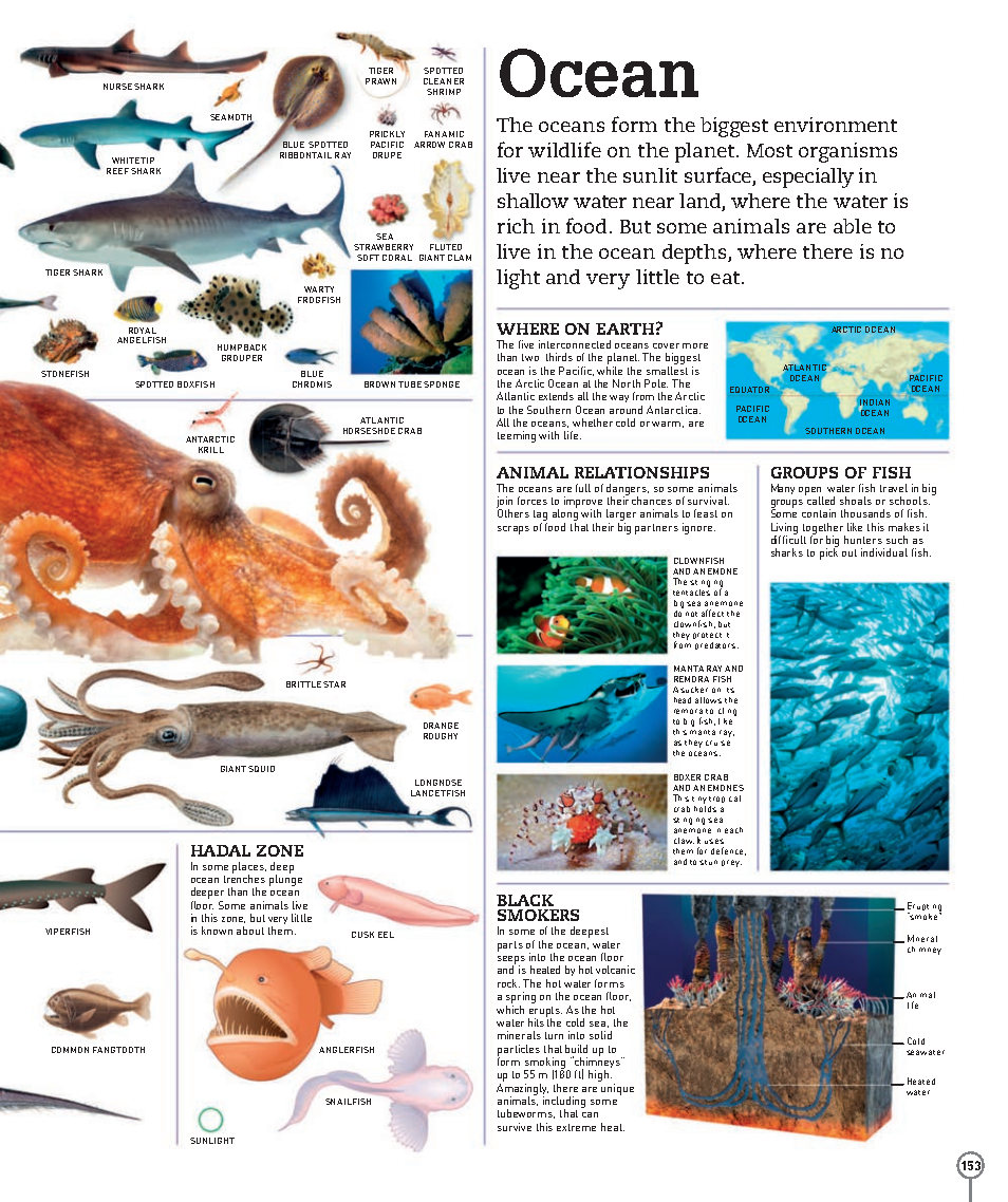 Picturepedia An Encyclopedia on Every Page