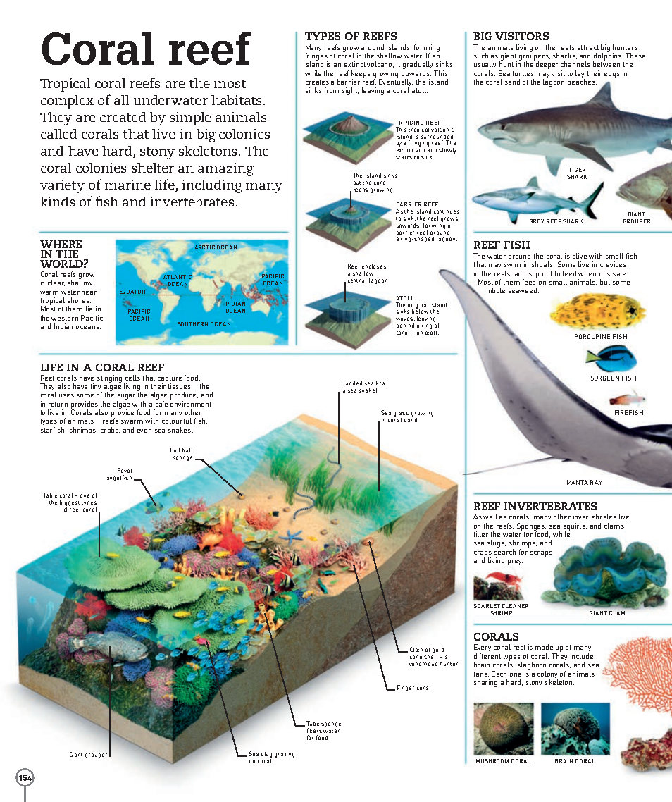 Picturepedia An Encyclopedia on Every Page